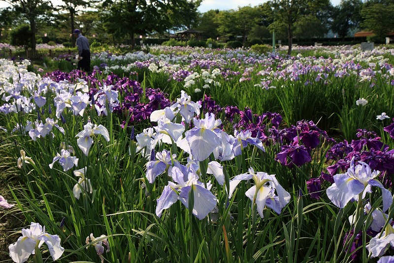 一迫山王史跡公園あやめ園