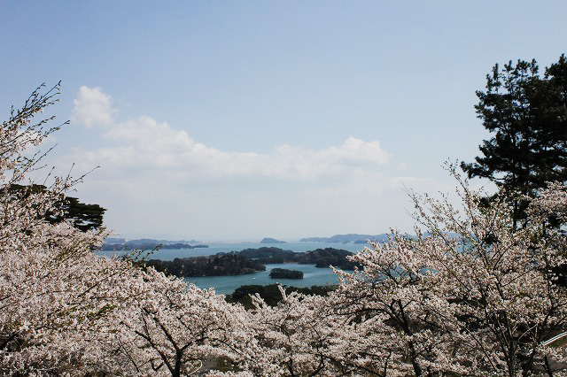 2019年桜見どころスポット
