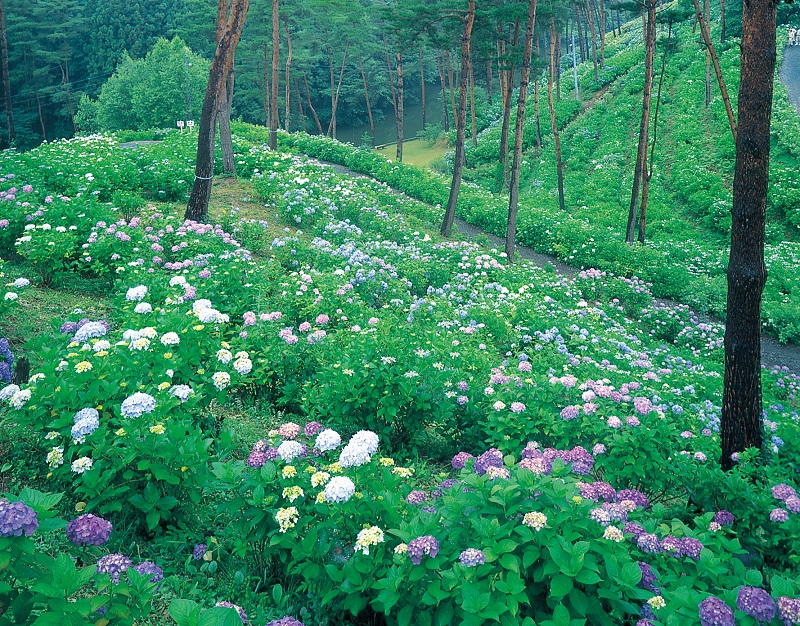 チャチャワールド あじさい園