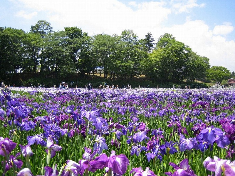 多賀城跡あやめ園