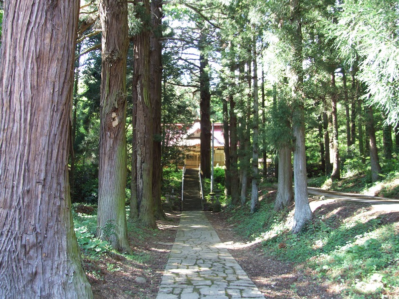 諏訪神社の大杉群