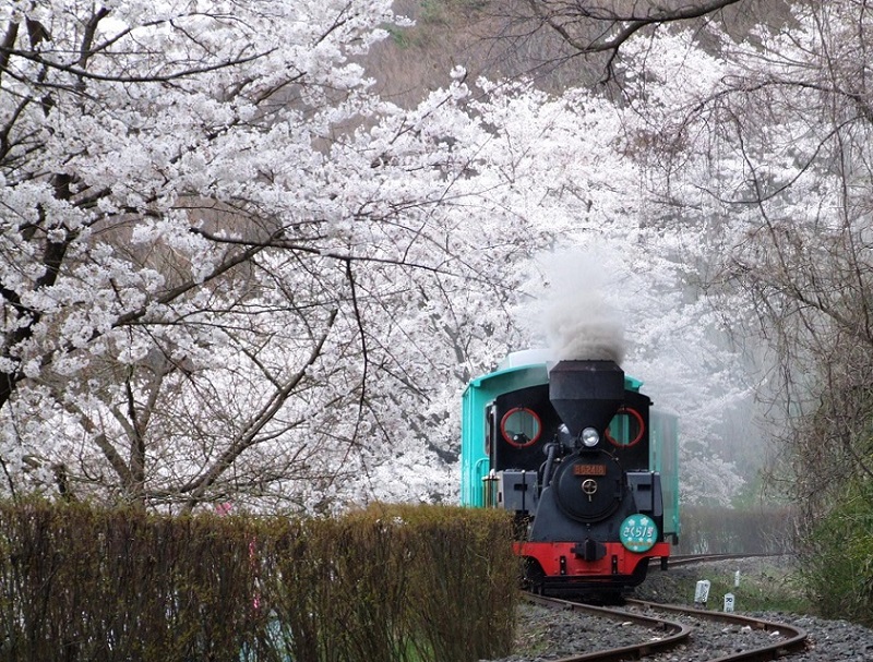 やながわ希望の森公園のミニSL「さくら1号」