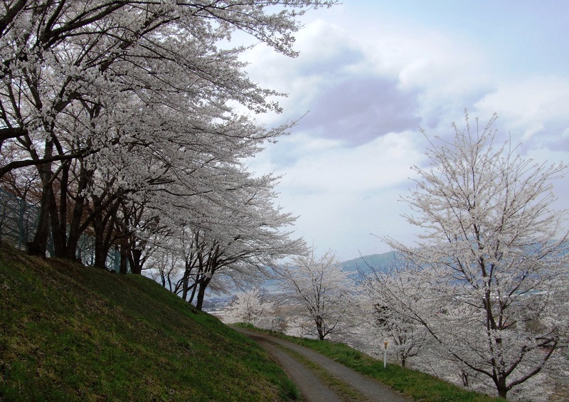 紅屋峠千本桜