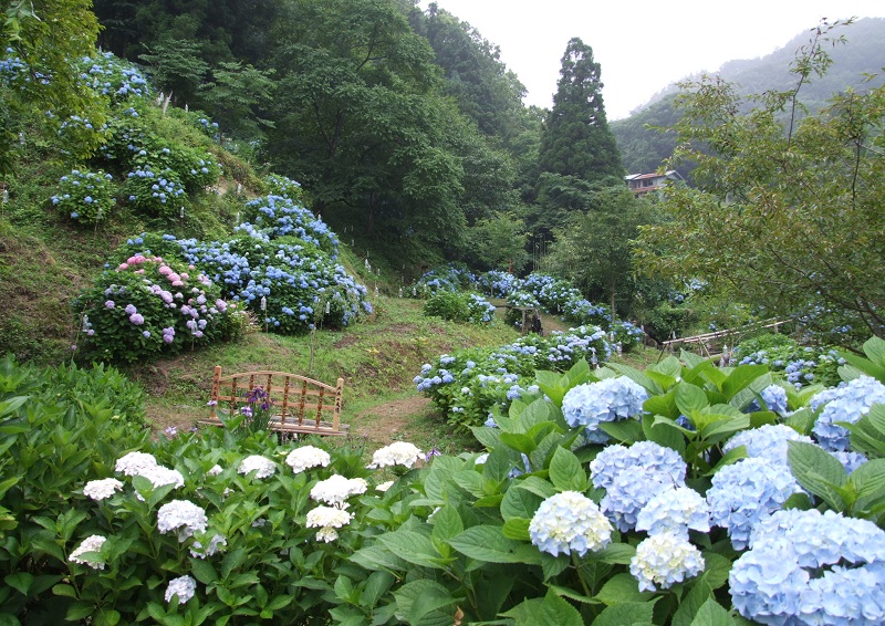 山舟生くぼたあじさい公園