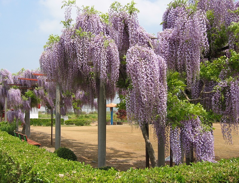 二野袋公園