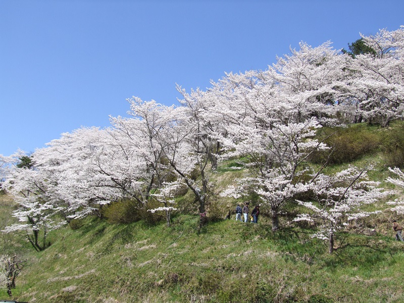 茶臼山の桜