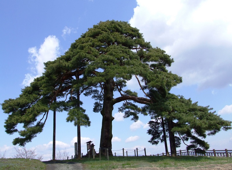 駒止の松跡