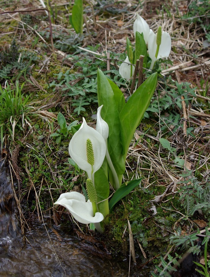 石田ブヨメキの水芭蕉