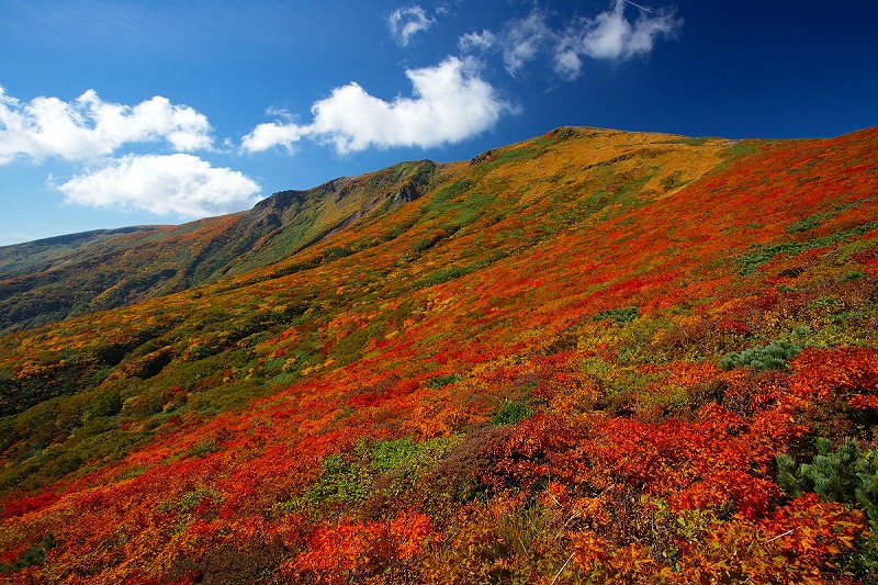 『くりはらの紅葉』