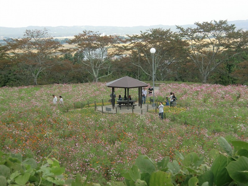 松山御本丸公園内コスモス園