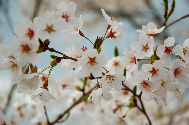 「桜の名所(栗原市)」