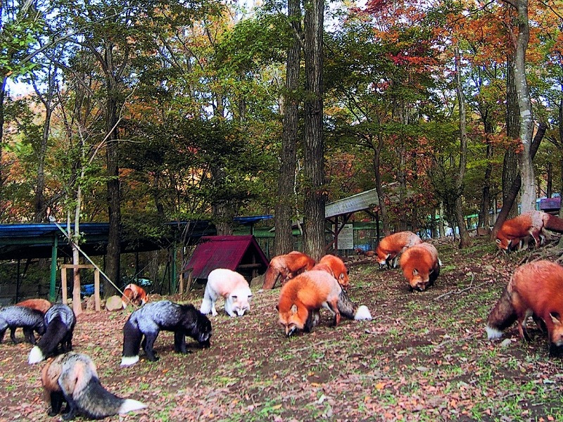 宮城蔵王キツネ村