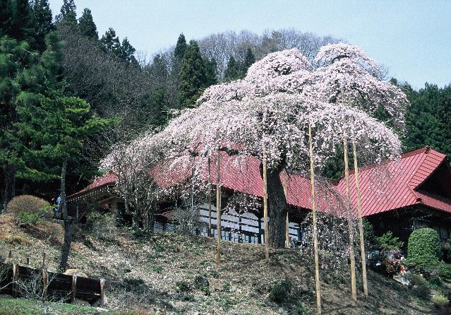 慈徳寺の種まき桜