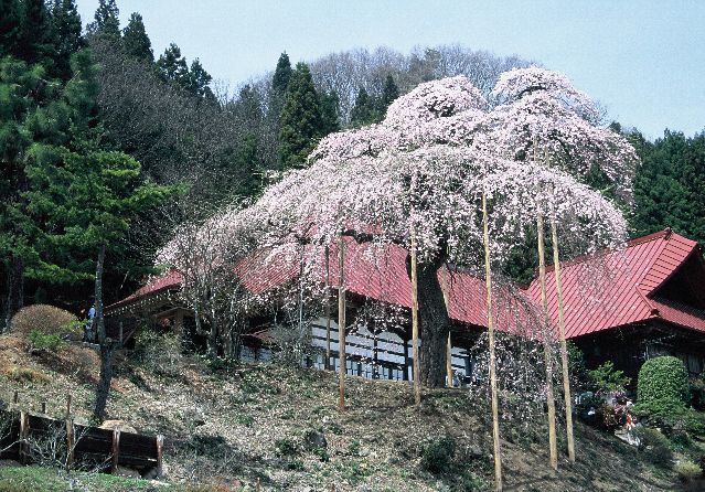 慈徳寺の種まき桜　