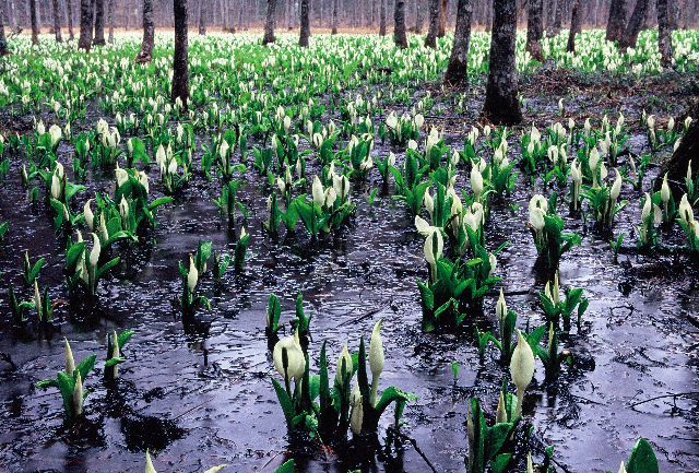 仁田沼の水芭蕉（にだぬまのみずばしょう）