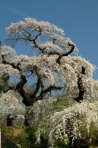 大蔵寺（だいぞうじ）の桜