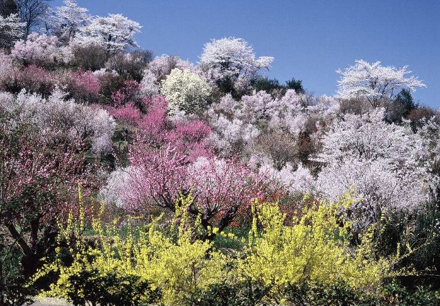 花見山（はなみやま）