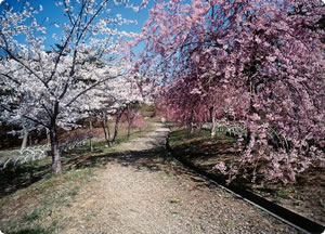 君ヶ岡公園