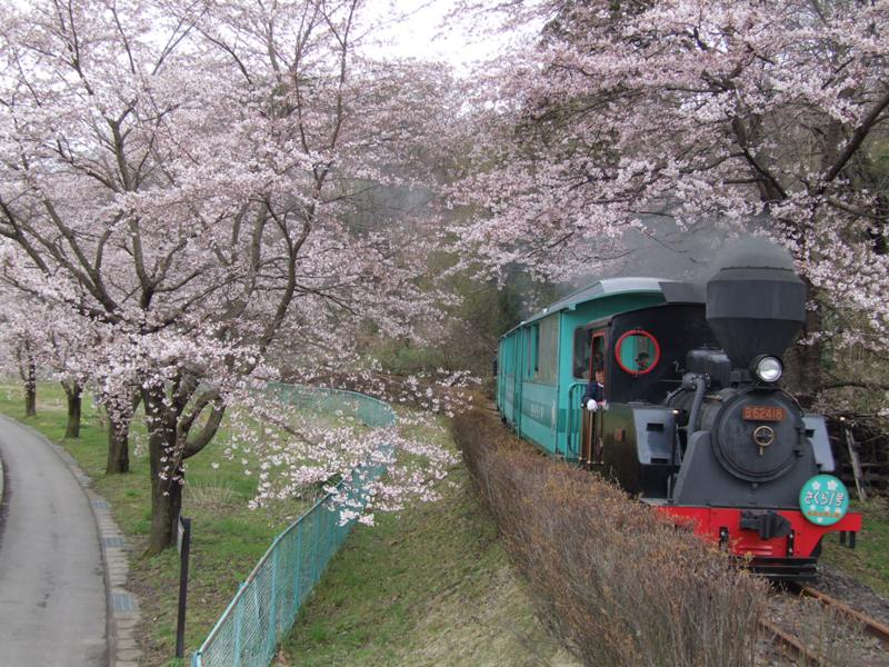 やながわ希望の森公園 ~桜の名所~