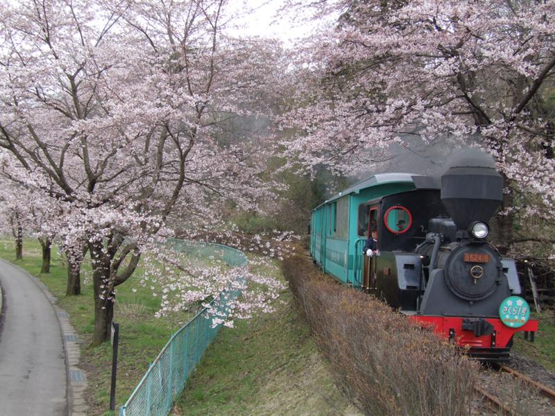 やながわ希望の森公園　～桜の名所～