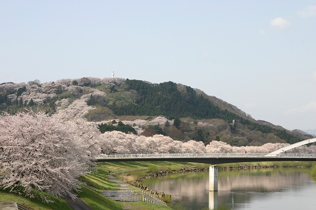 白石川堤一目千本桜