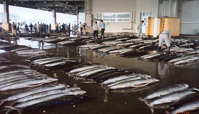 気仙沼市魚市場